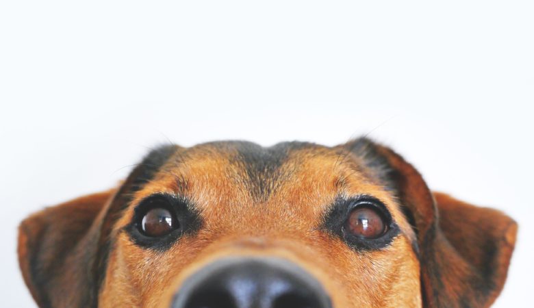 Close-up of a dog looking into the camera