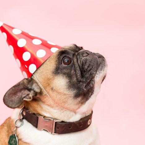 A dog with a party hat, in front of a pink background