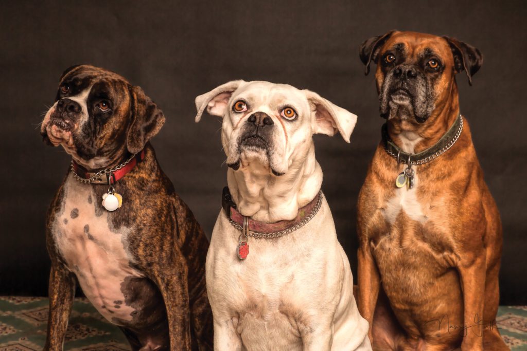 How to adopt a dog in Malta: three cute dogs staring at you