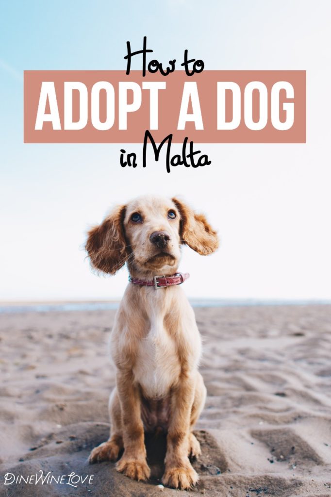 How to Adopt a Dog in Malta