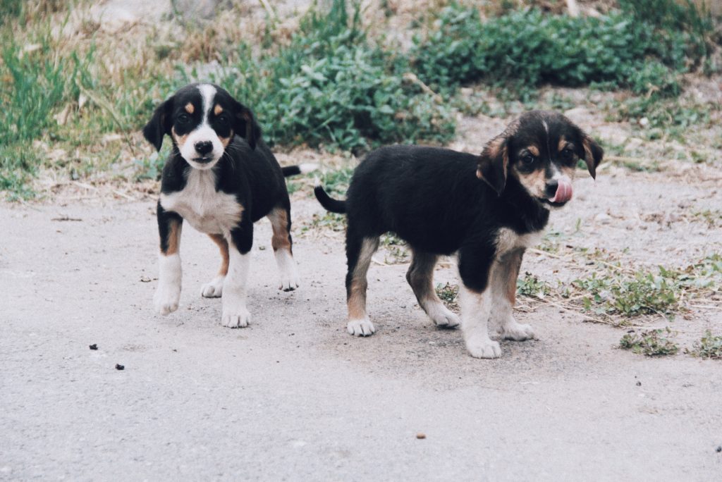 Puppies in the street