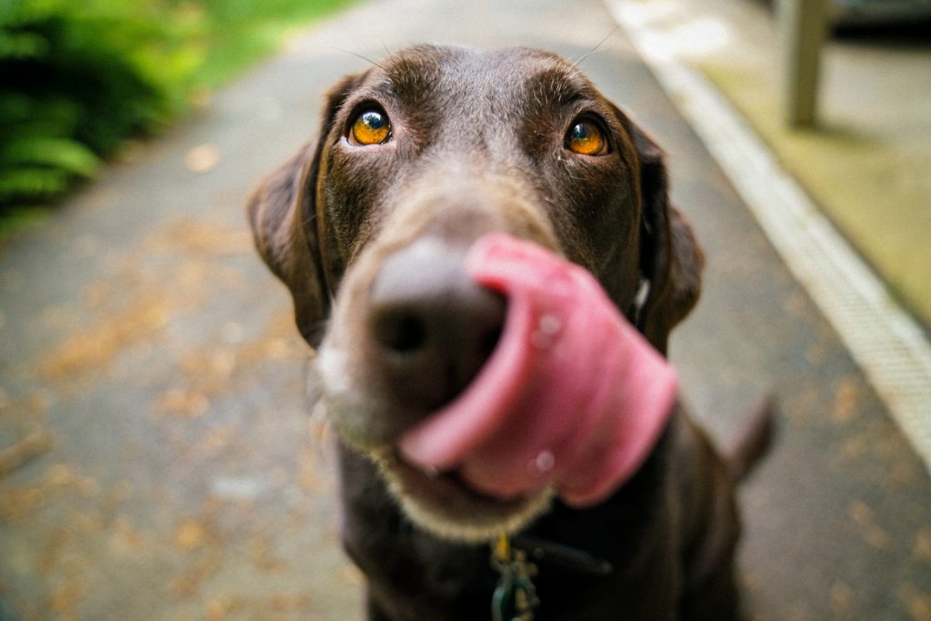 Dog with tongue out