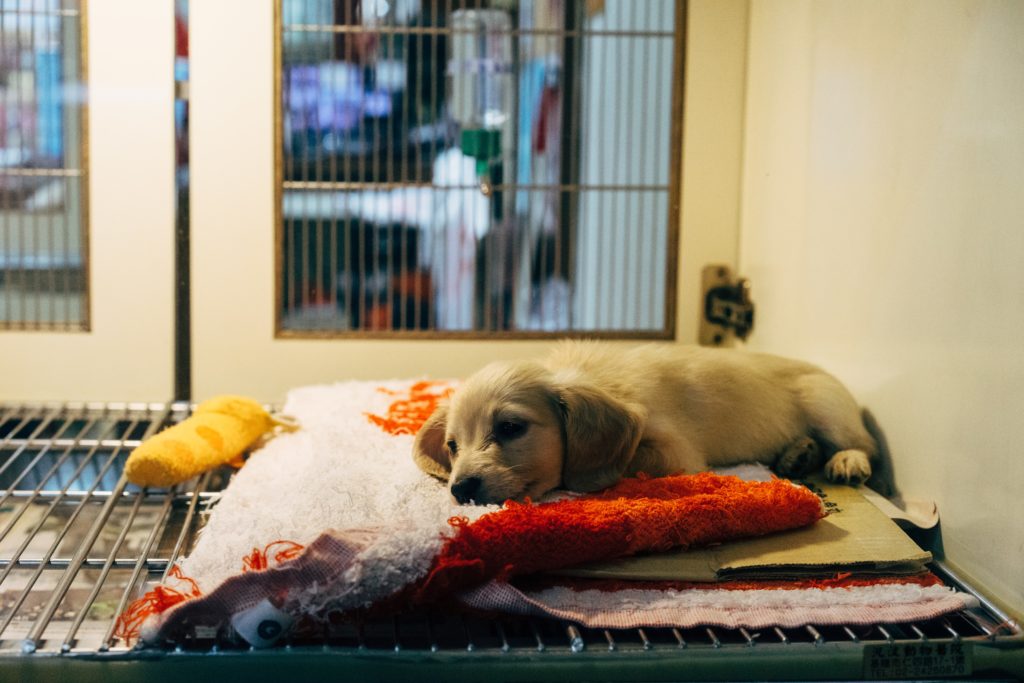 Puppy in a Malta shelter