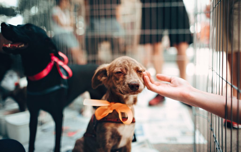 Puppy in a Malta shelter