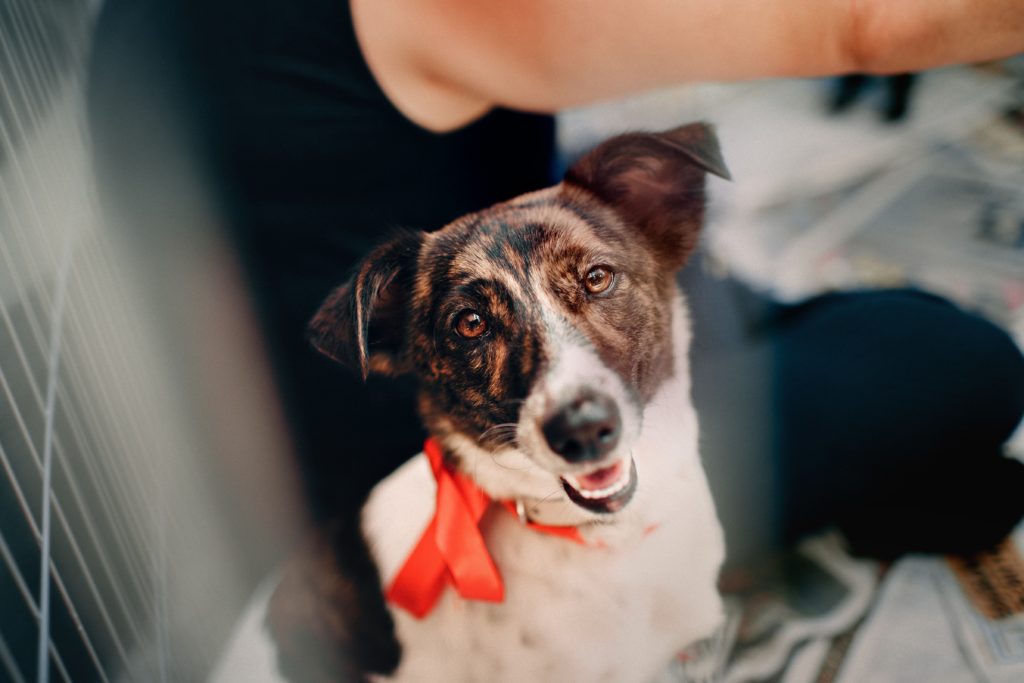 Dog in a Malta shelter