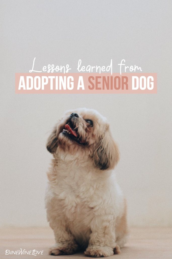 Lessons learned from Adopting a Senior Dog in Malta