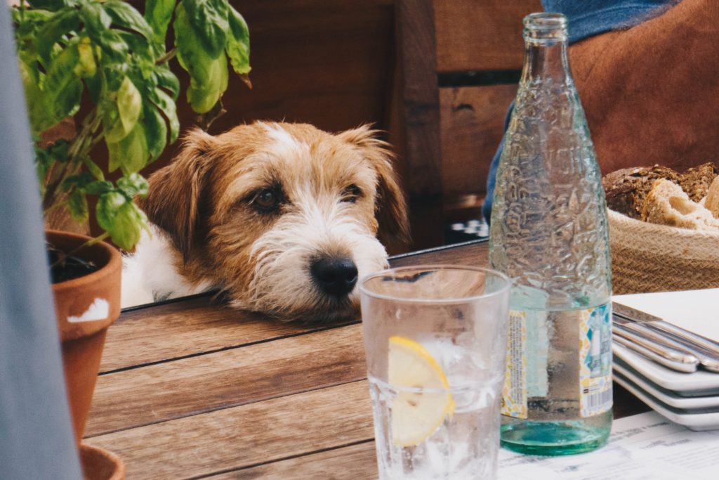 Dog at restaurant looking at a water table