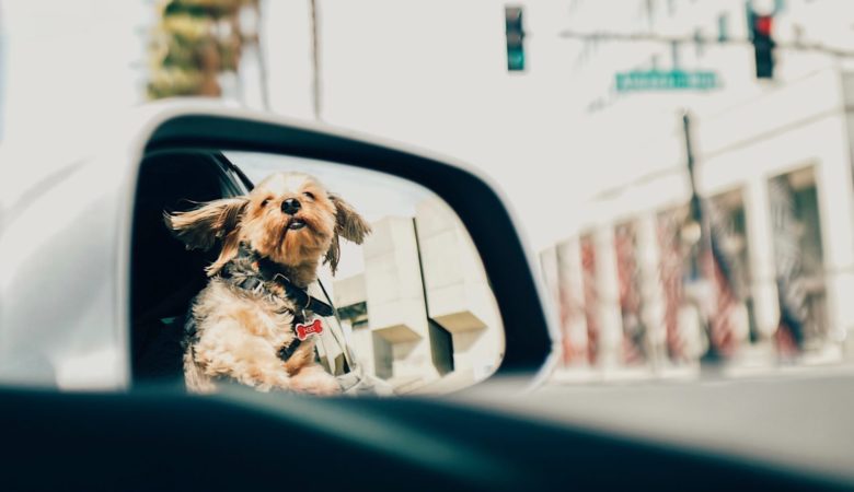 road trip with a dog