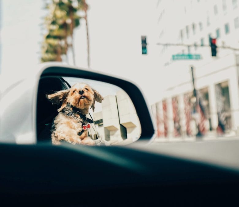road trip with a dog
