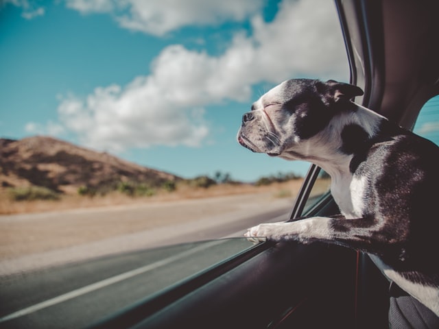 dog in car on road trip