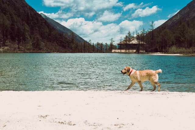 Road trip with a dog - dog in front of lake