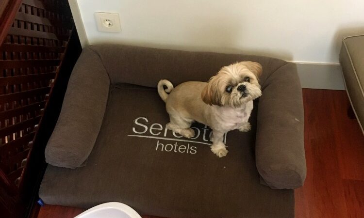 Sercotel Gran Hotel Conde Duque Review - dog-friendly hotel