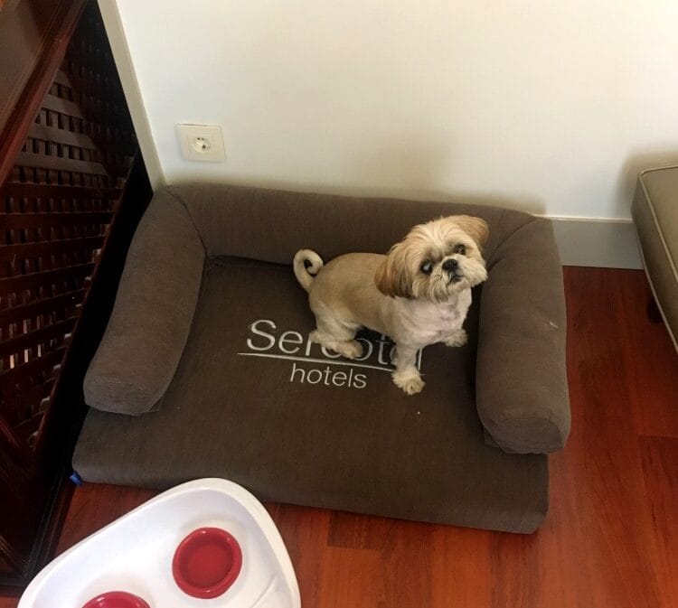 Sercotel Gran Hotel Conde Duque Review - dog-friendly hotel