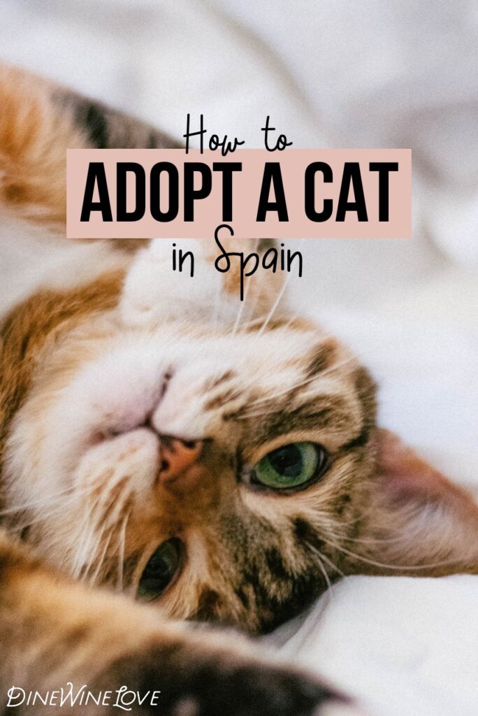 How to adopt a cat in Spain