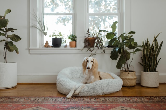 dog in bed