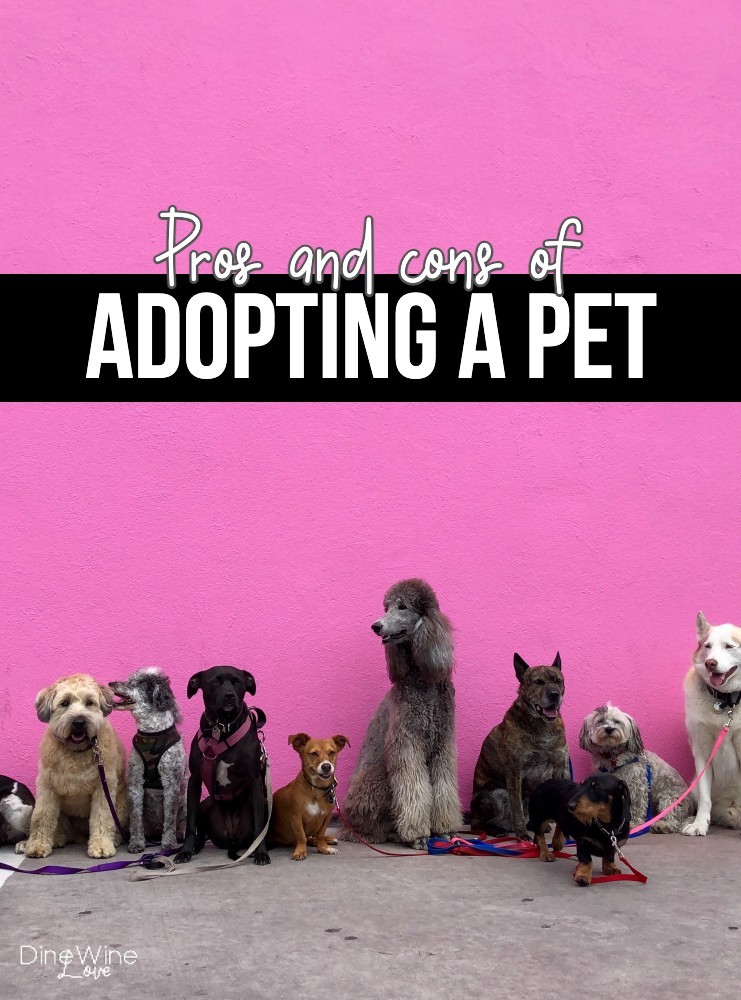 Pros and Cons of Adopting a Pet | Pet Adoption Guide | DWL 🐈