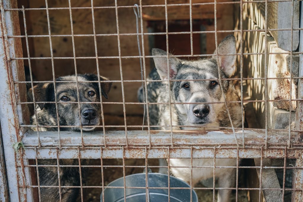 Two dogs in a cage