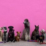 Lots of dogs in front of a pink wall