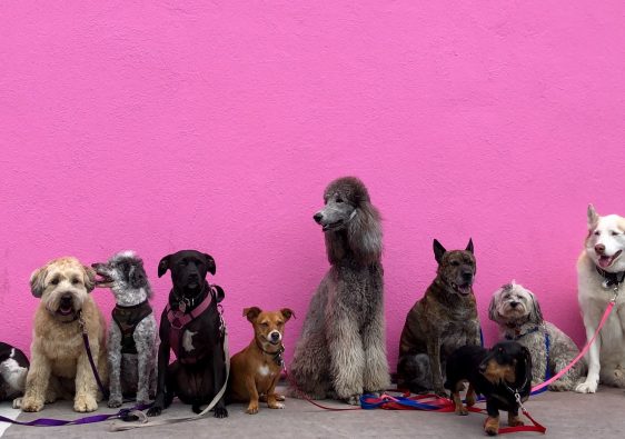 Lots of dogs in front of a pink wall